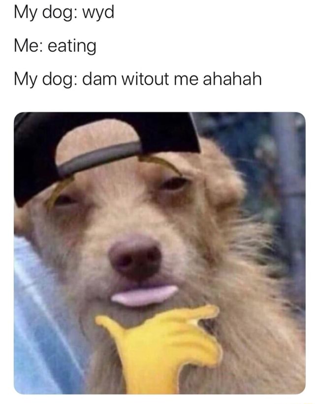 My Dog: Wyd Me: Eating My Dog: Dam Witout Me Ahahah - Ifunny