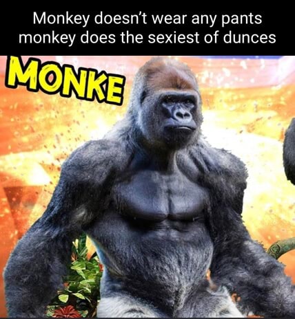 Monkey doesn't wear any pants monkey does the sexiest of dunces - iFunny