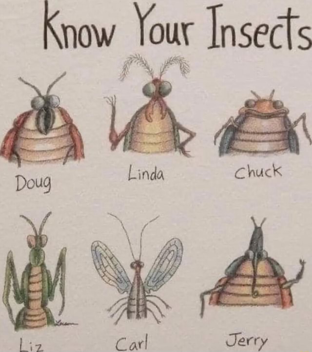 Jerry Insect In English Know Your Insects Linda Chuck Doug Jerry - iFunny
