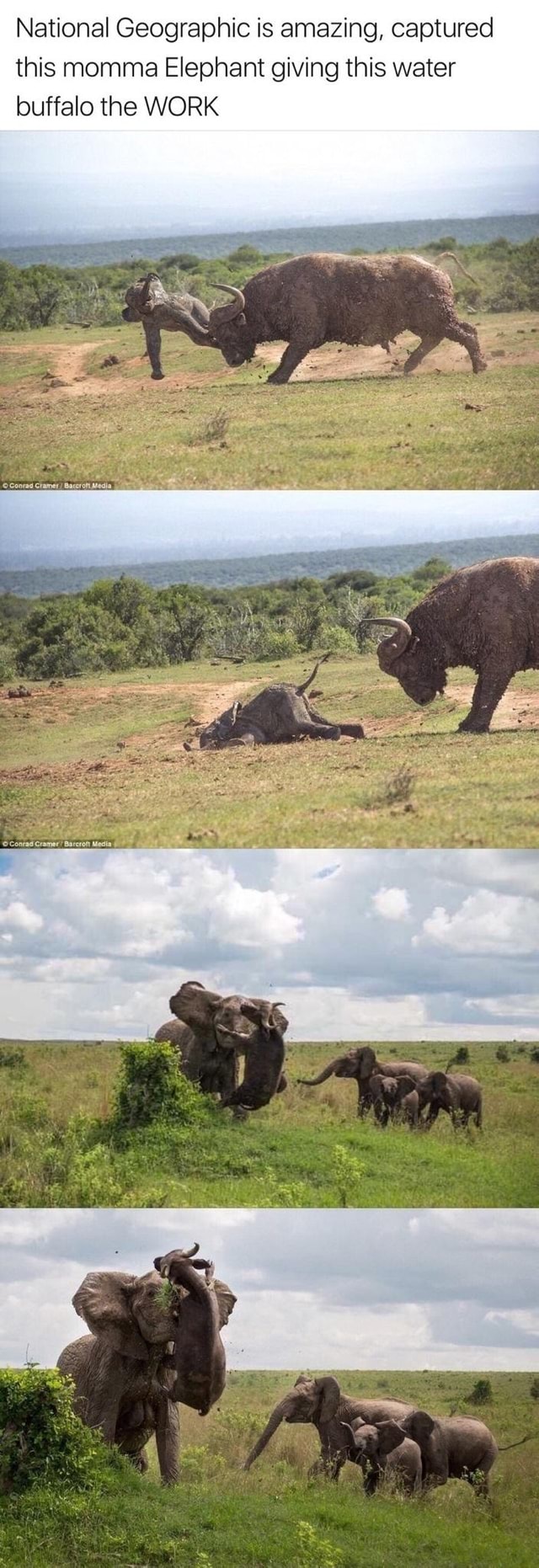 National Geographic Is Amazing, Captured This Momma Elephant Giving ...