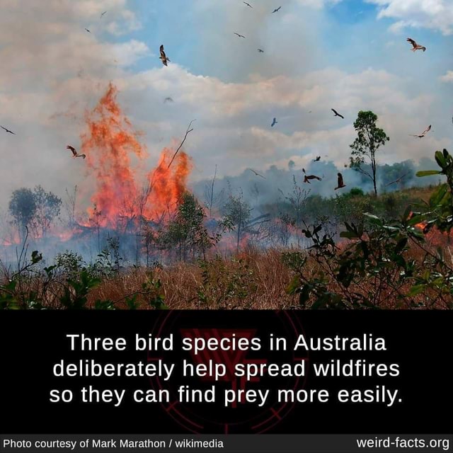 Three bird species in Australia deliberately help spread wildfires so ...