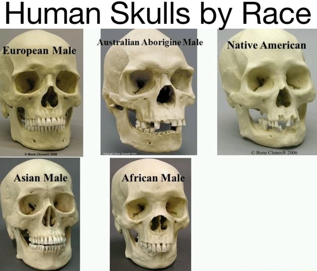 Human Skulls Race Race European Male Native American Asian Malk