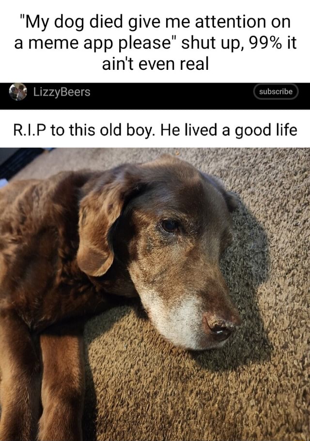  My Dog Died Give Me Attention On A Meme App Please Shut Up 99 It 