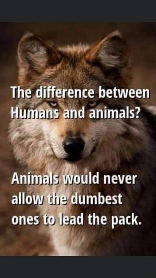 What Are The Differences Between Animals And Humans