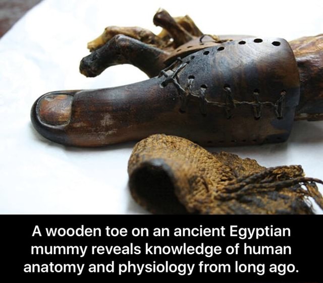 A wooden toe on an ancient Egyptian mummy reveals knowledge of human