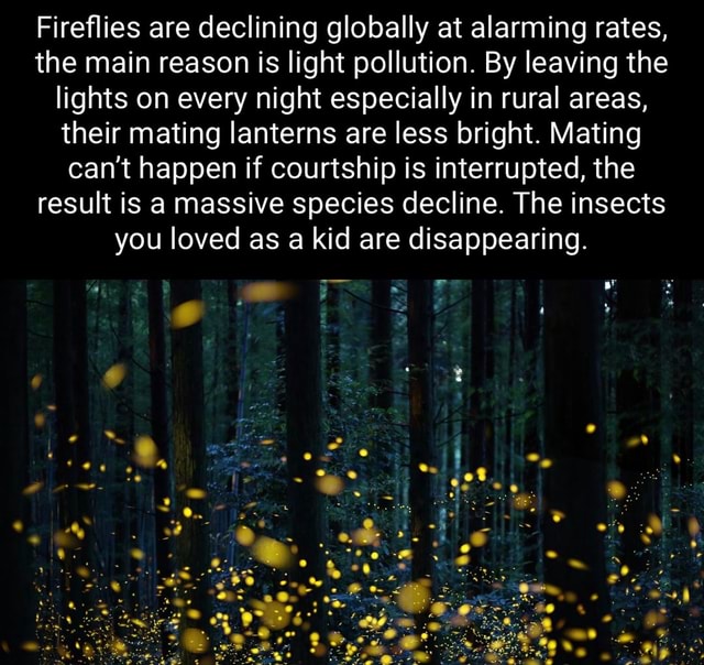 Fireflies are declining globally at alarming rates, the main reason is light pollution. By