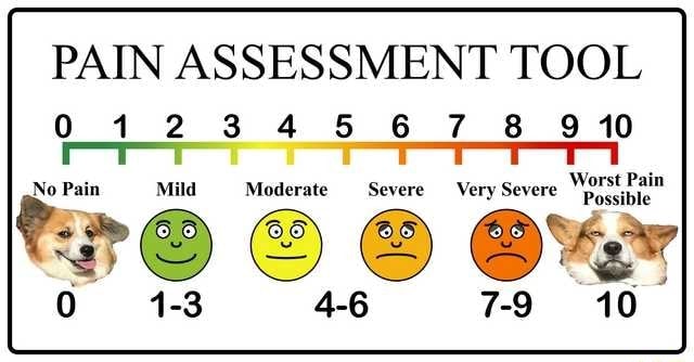 pain-assessment-tool-no-pain-mild-moderate-severe-very-severe-noir-ifunny