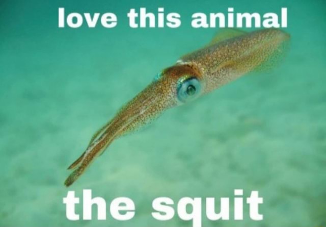 Meme: love this animal, the squit (squid)