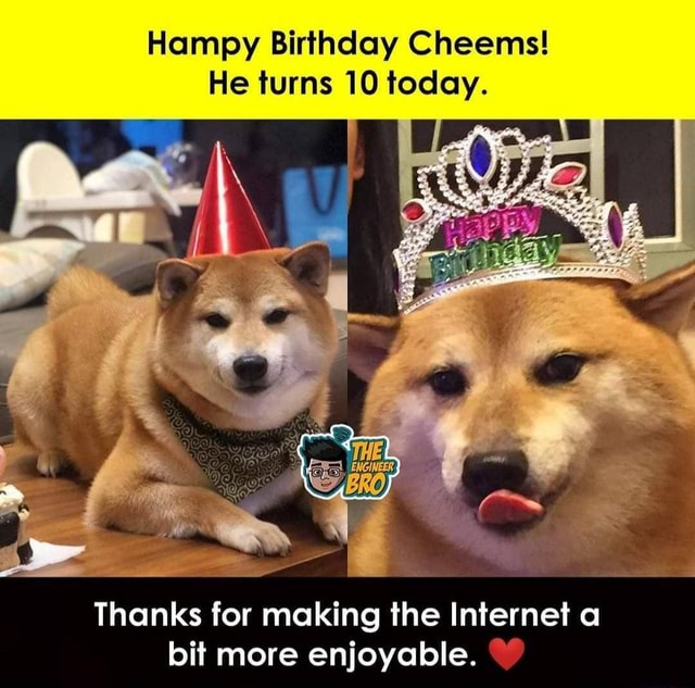 Hampy Birthday Cheems! He turns 10 today. Thanks for making the ...