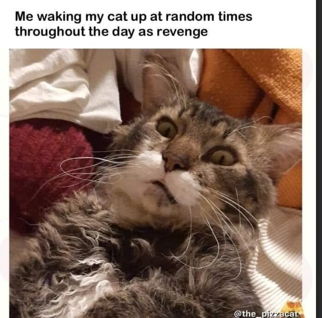 Me waking my cat up at random times throughout the day as revenge the