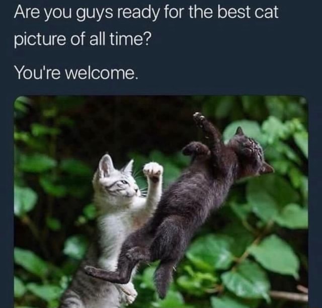 Are you guys ready for the best cat picture of all time? You're welcome ...