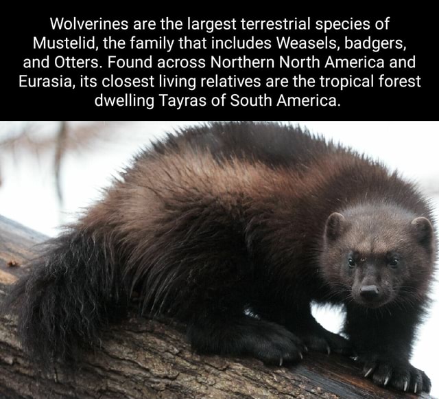 Wolverines are the largest terrestrial species of Mustelid, the family