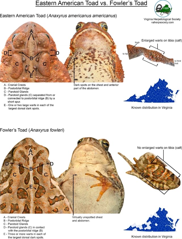 Tibia Toad Eastern American Toad vs. Fowler's Toad Eastern American Toad (Anaxyrus ...