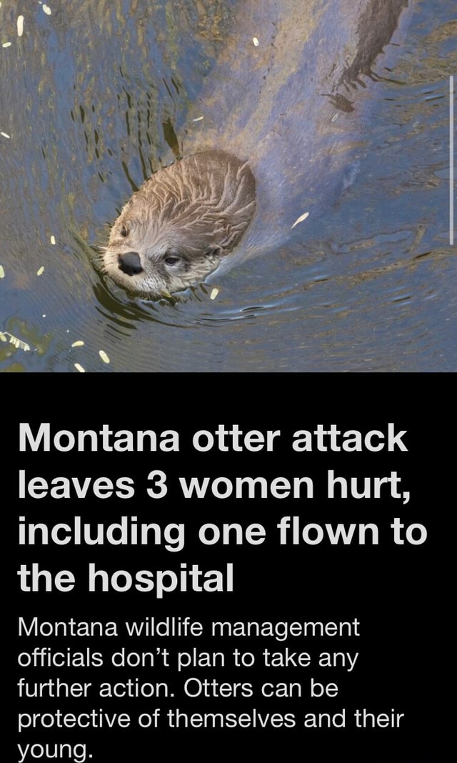 Montana otter attack leaves 3 women hurt, including one flown to the ...