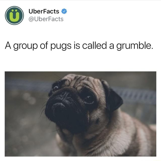 A group of pugs is called a grumble. iFunny