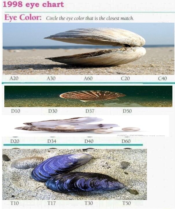 1998 eye chart Eye Color Circle the eye color that is the closest