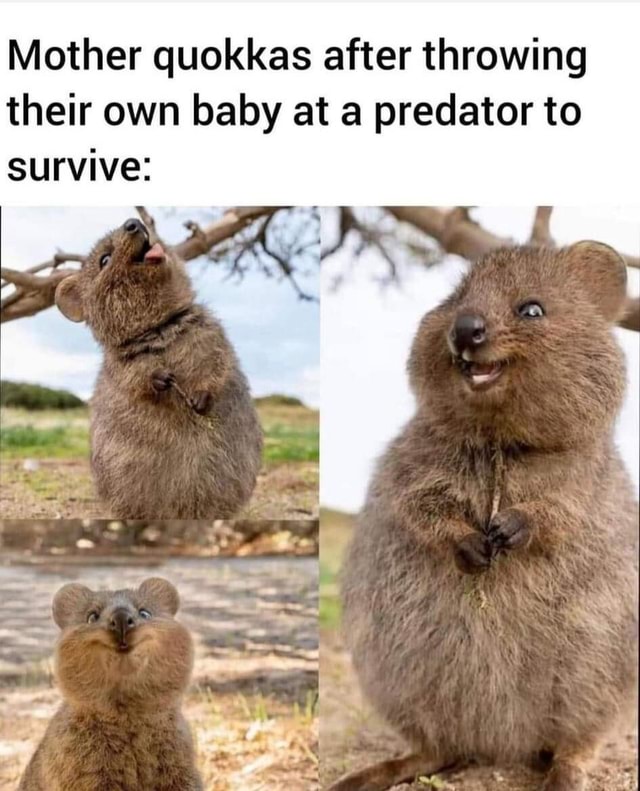 Mother quokkas after throwing their own baby at a predator to survive )