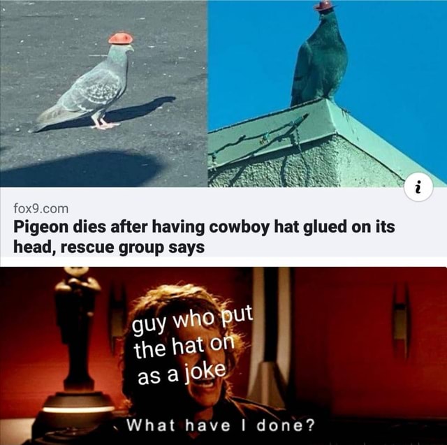 Pigeon dies after having cowboy hat glued on its head, rescue group says What have done? iFunny