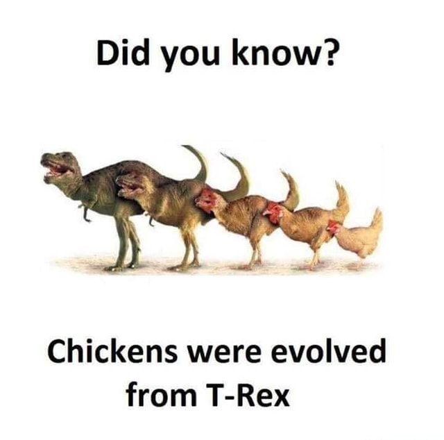 Did you know? Chickens were evolved from T-Rex - America’s best pics