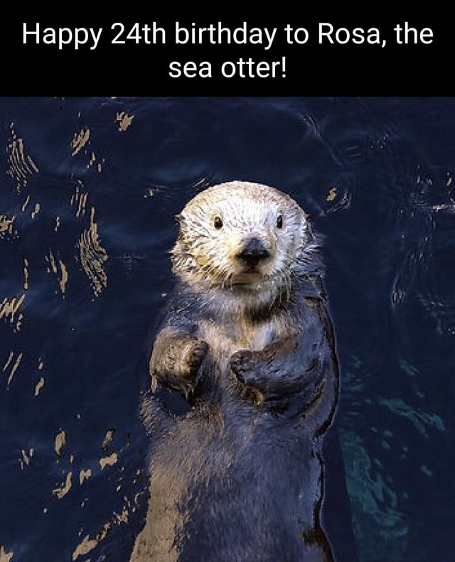 Happy 24th birthday to Rosa, the sea otter! - iFunny