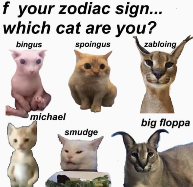 F your zodiac sign... which cat are you? dingus spoingus zabloin re ...