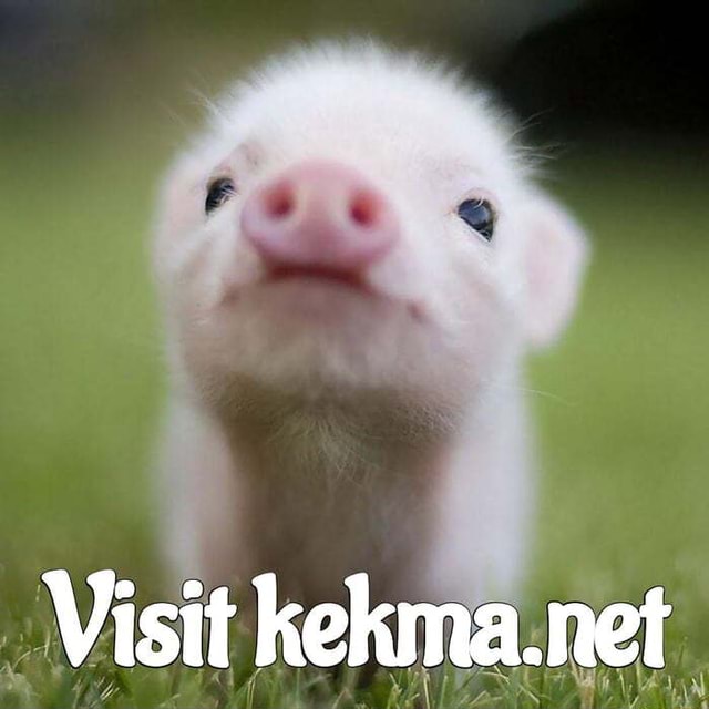Visit kekma.net - iFunny