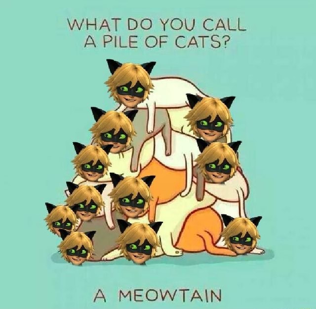 what-do-you-call-a-pile-of-cats-a-meowta-in-ifunny