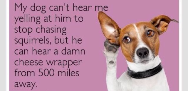 My Dog Can T Hear Me Yelling At Him To Stop Chasing Squirrels But He Can Hear A Damn Cheese Wrapper From 500 Miles Away