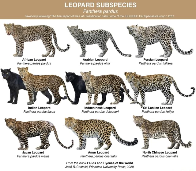 LEOPARD SUBSPECIES Panthera pardus Taxonomy following 