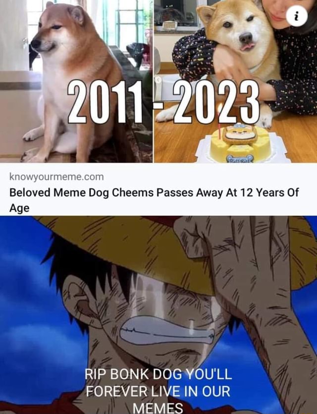 Knowyourme Beloved Meme Dog Cheems Passes Away At 12 Years