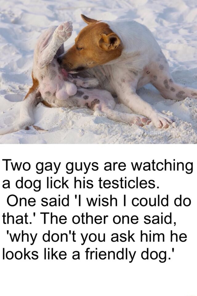 xxx gay men sucking dogs