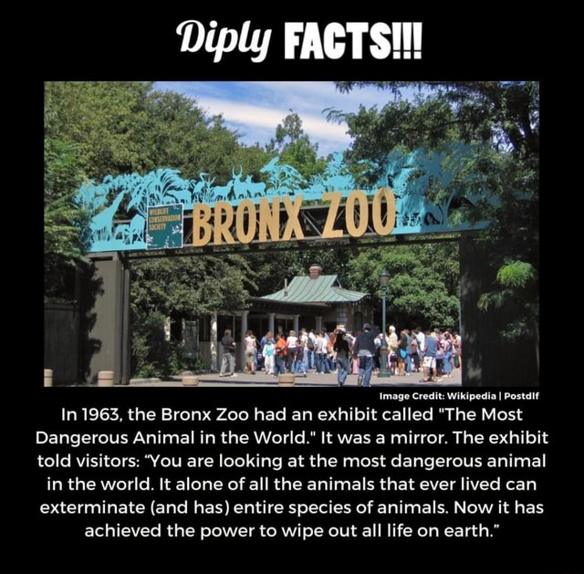 Diply FACTS!!! Image Credit Wikipedia I Postdif In 1963, the Bronx Zoo