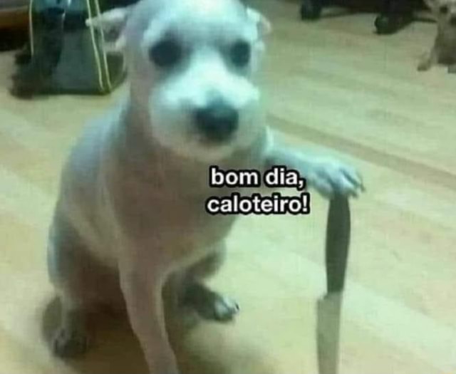 Bom dia, caloteiro! - )