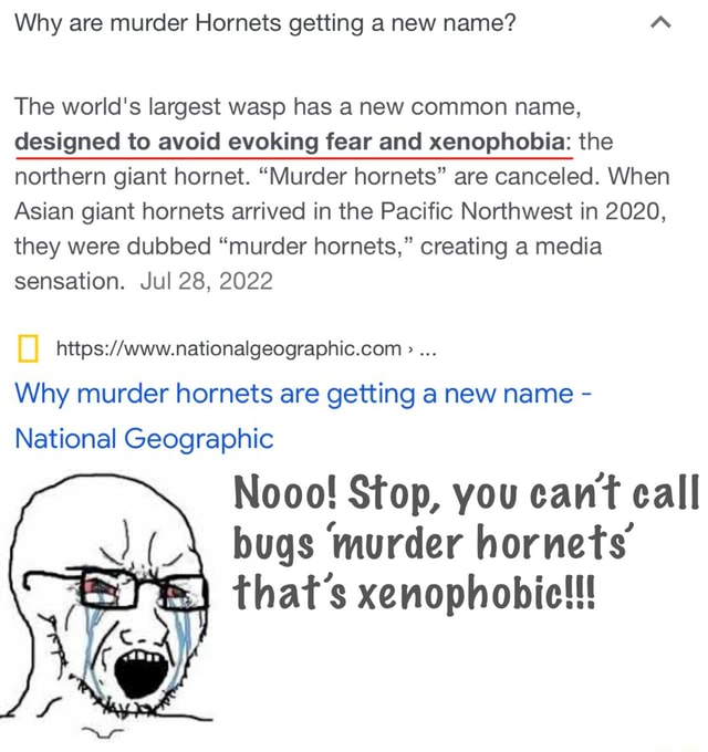 Why are murder getting a new name? "A The world's largest wasp has a new common name