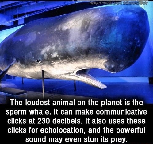 The loudest animal on the planet is the sperm whale. It can make