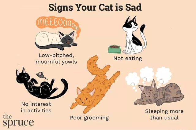 signs-your-cat-is-sad-not-eating-low-pitched-mournful-yowls-no