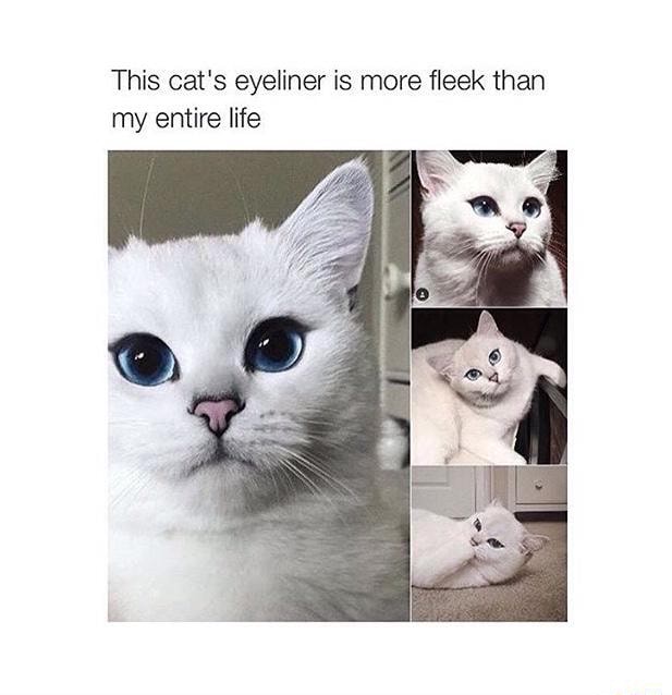 This cat’s eyeliner is more fleek than my entire life )