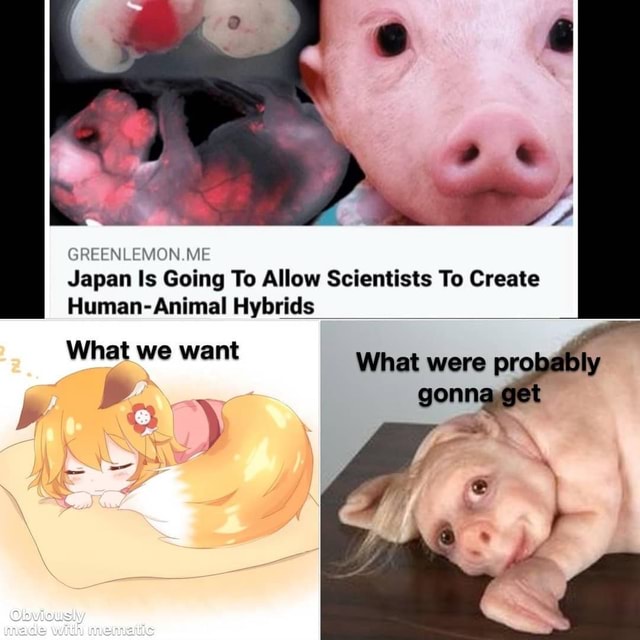 Japan Is Going To Allow Scientists To Create  Human- Animal  Hybrids What we want What were pro gonn 