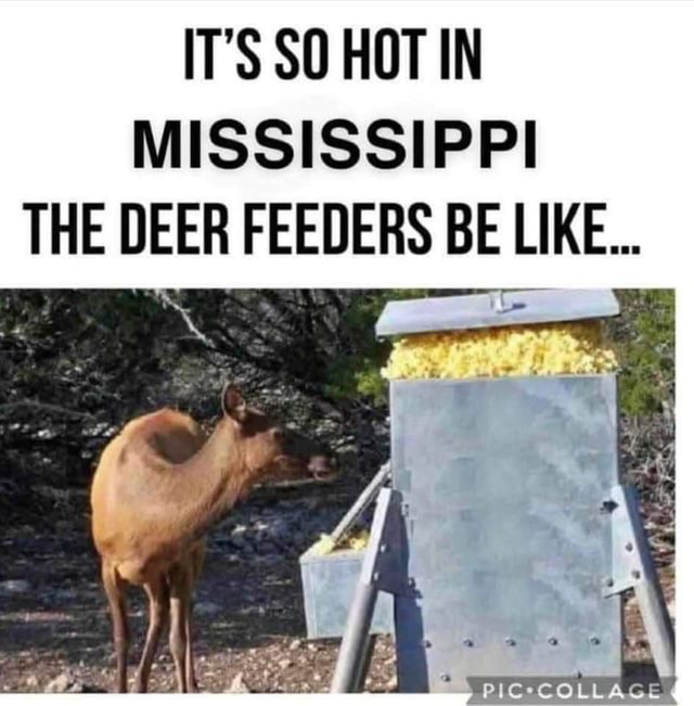 IT'S SO HOT IN MISSISSIPPI THE DEER FEEDERS BE LIKE... iFunny