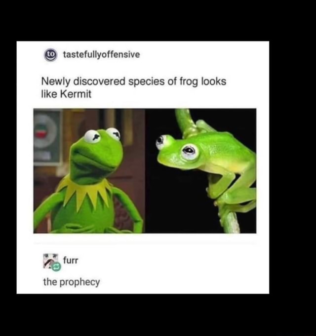 Newly Discovered Species Of Frog Looks Like Kermit Ifunny 