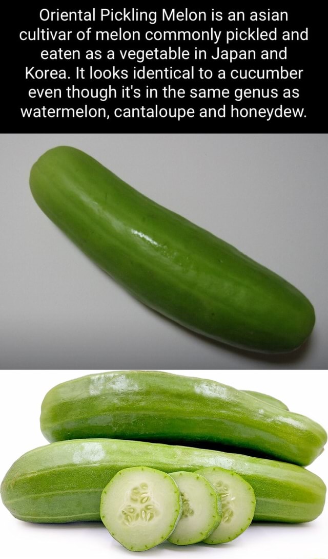 Oriental Pickling Melon is an asian cultivar of melon commonly pickled