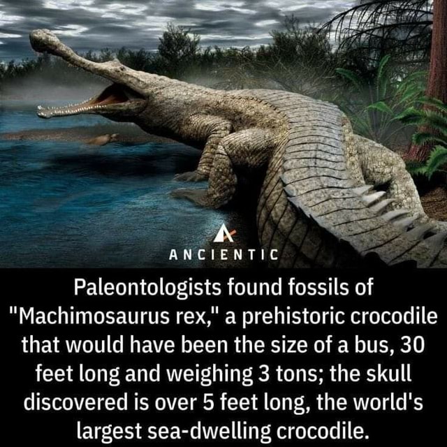 ANCIENTIC Paleontologists found fossils of 