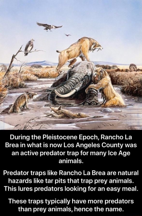 Z During the Pleistocene Epoch, Rancho La Brea in what is now Los Angeles  County was an active predator trap for many Ice Age animals. Predator traps  like Rancho La Brea are
