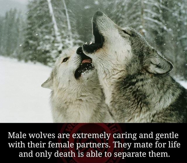 Male wolves are extremely caring and gentle with their female partners ...