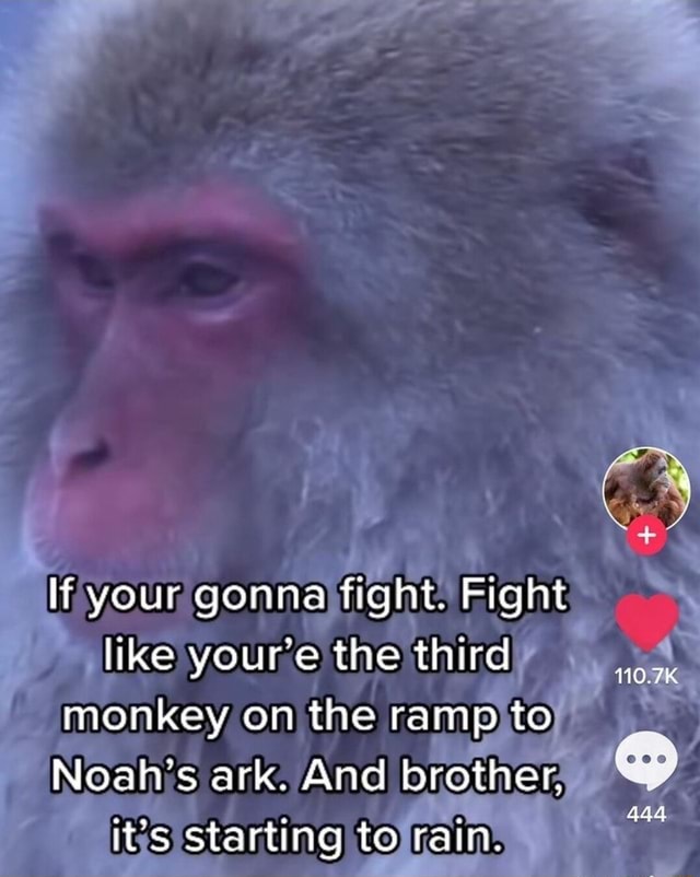 If your gonna fight. Fight like youre the third monkey on the ramp to ...