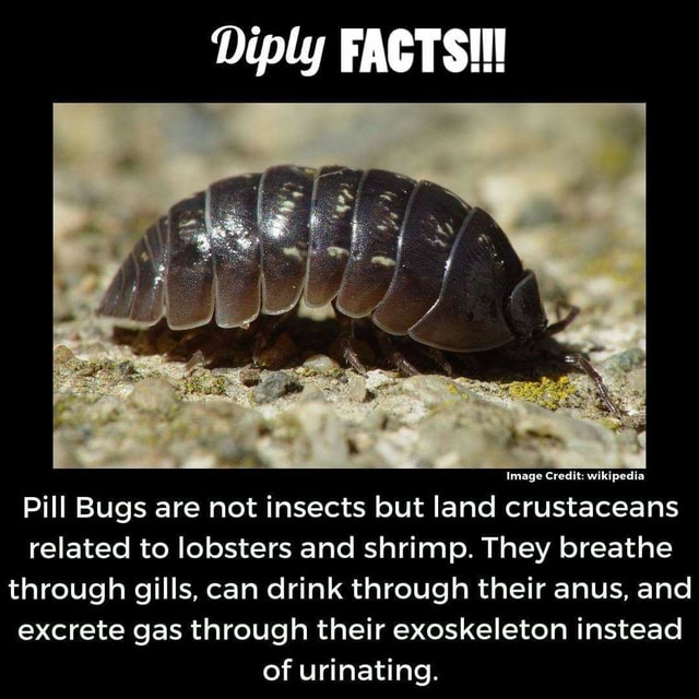 Diply FACTS!!! Image Credit wikipedia Pill Bugs are not insects but