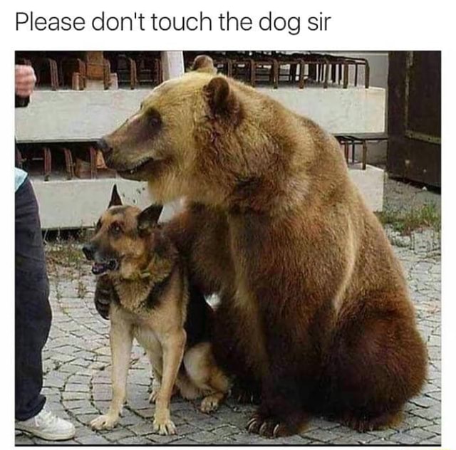 Please don't touch the dog sir iFunny