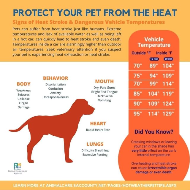 protect-your-pet-from-the-heat-signs-of-heat-stroke-dangerous-vehicle