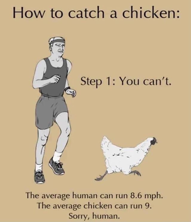 How to catch a chicken Step 1 You can't. The average human can run 8.