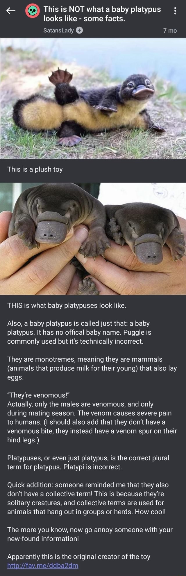 e-this-is-not-what-a-baby-platypus-looks-like-some-facts-this-is-what